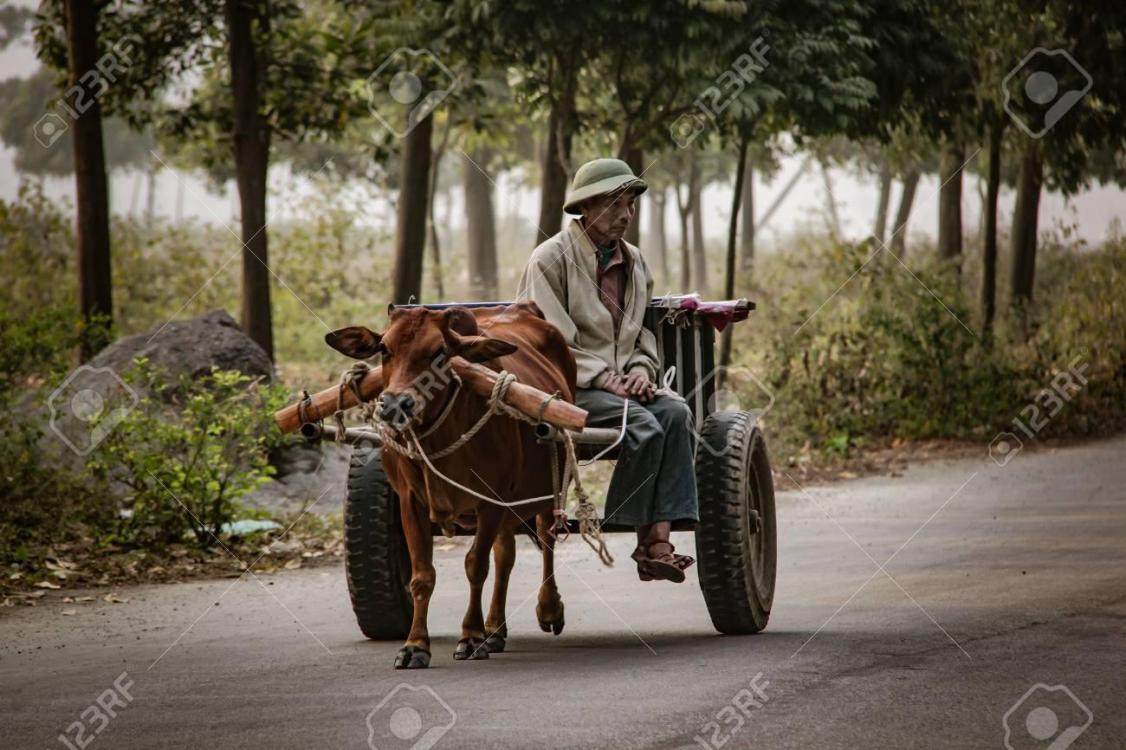 83764616-la-vache-domestique-tire-un-chariot-pour-le-transport-à-tam-coc-vietnam-janvier-2014.jpg